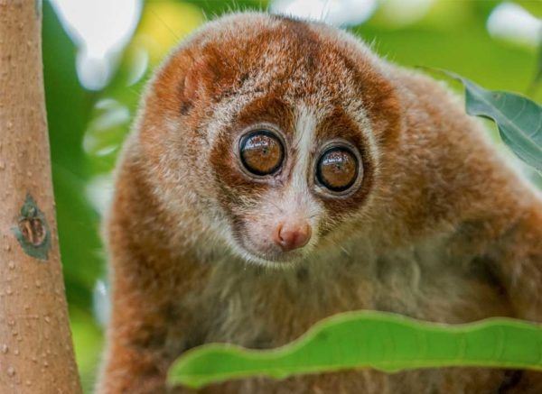 Bornean-Slow-Loris