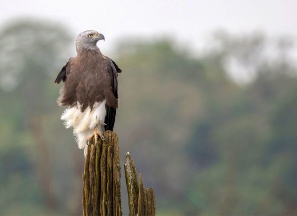 Grey-headed-fishing-eagle