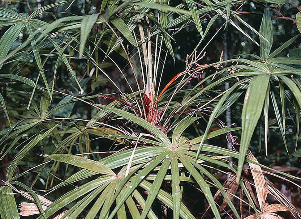 Livistona-exigua2