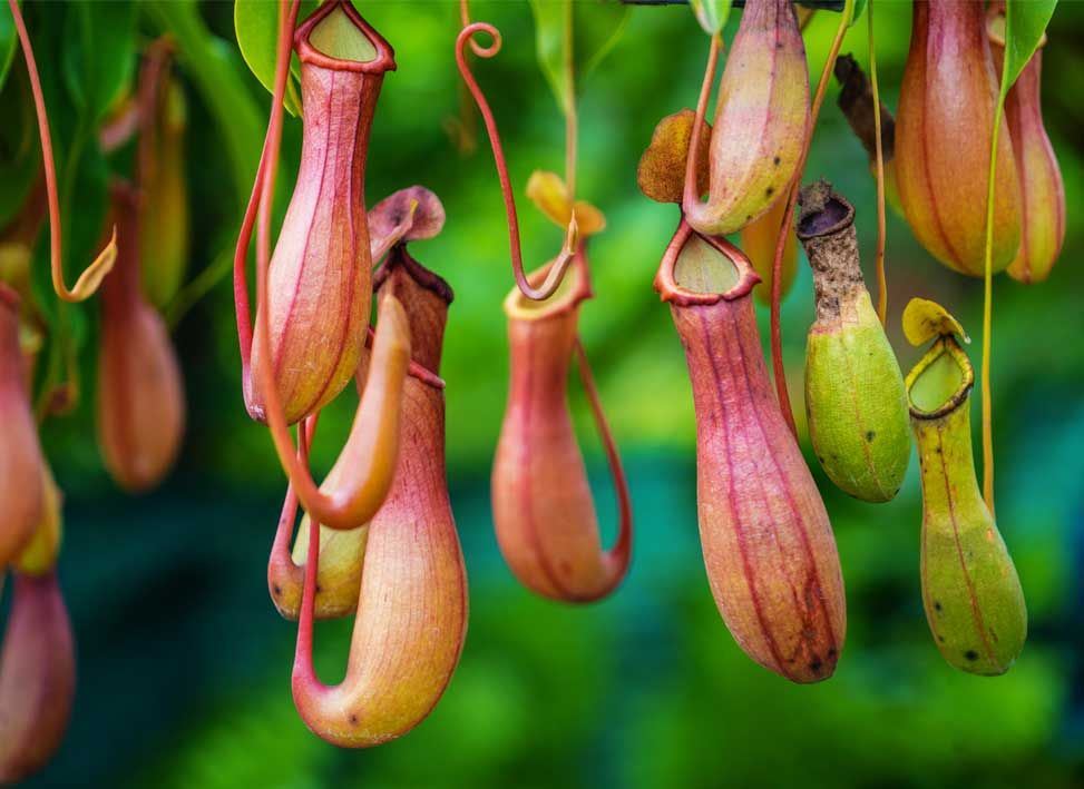 Pitcher-Plant