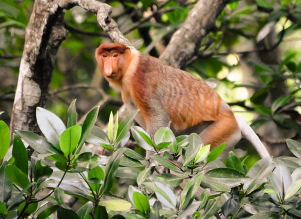 Proboscis-Monkey