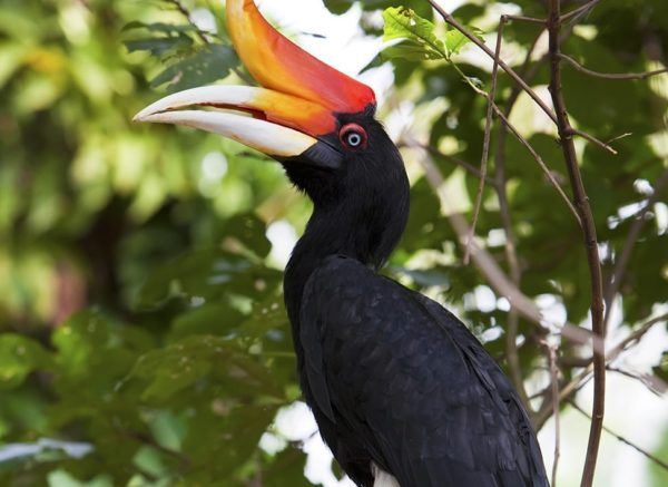 Rhinoceros-Hornbill