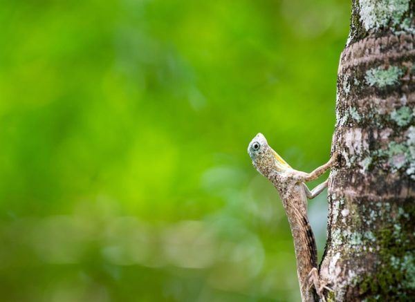The-Flying-Lizard