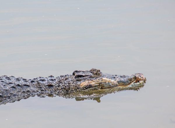 The-Saltwater-Crocodile