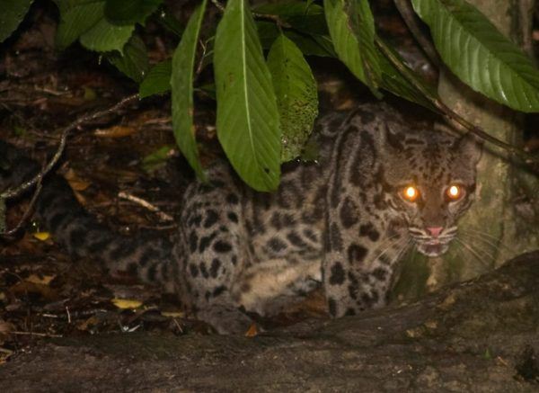 The-Sunda-Clouded-Leopard