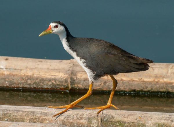 White-breasted-Waterhen