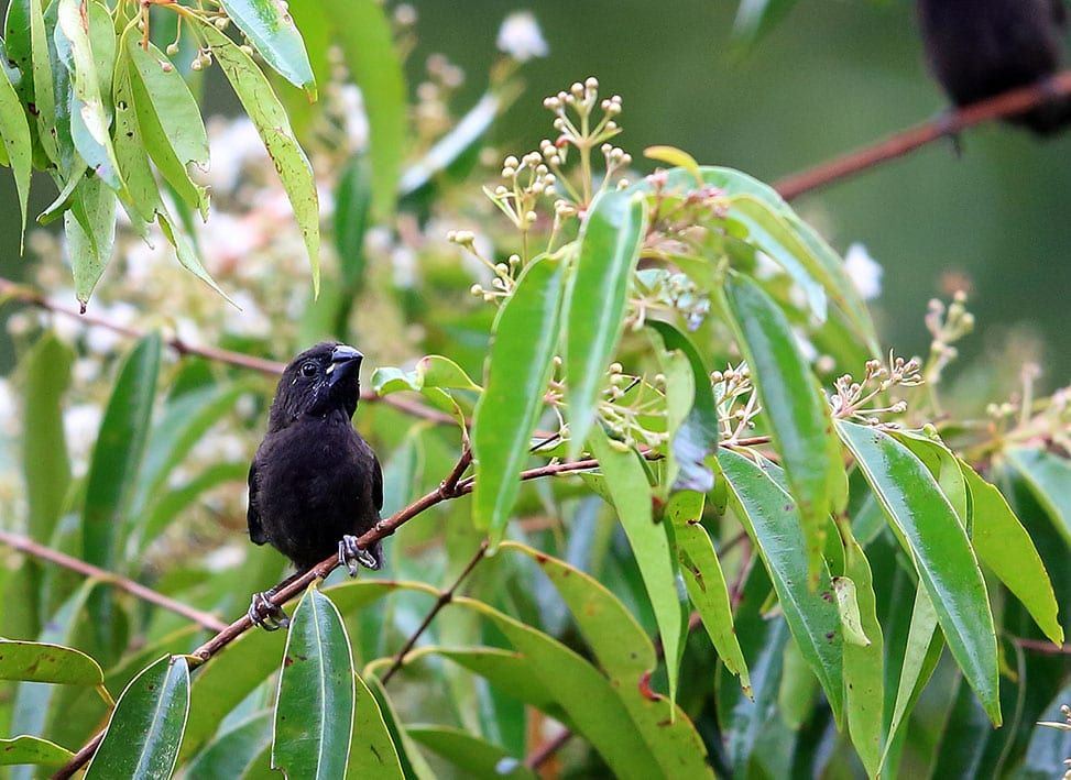 birdwatching