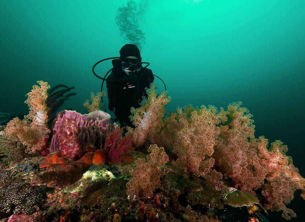 diving