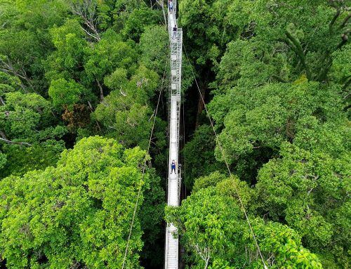 5 Adrenaline Pumping Activities at Ulu Temburong National Park