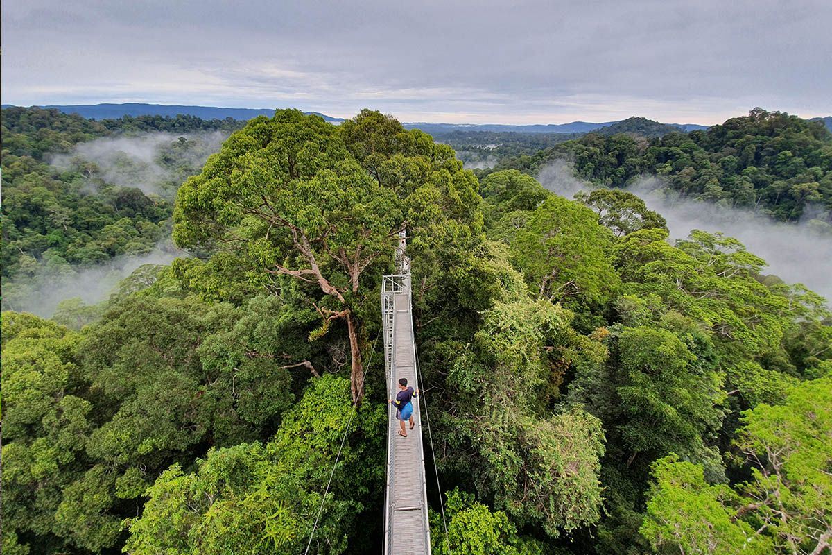 Temburong Canopy Walk