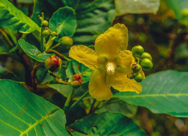 Simpur Flower